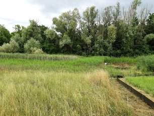 Schilf neben dem Wchselkrötenteich, welches nach viel Niederschlag noch unter Wasser stehen kann